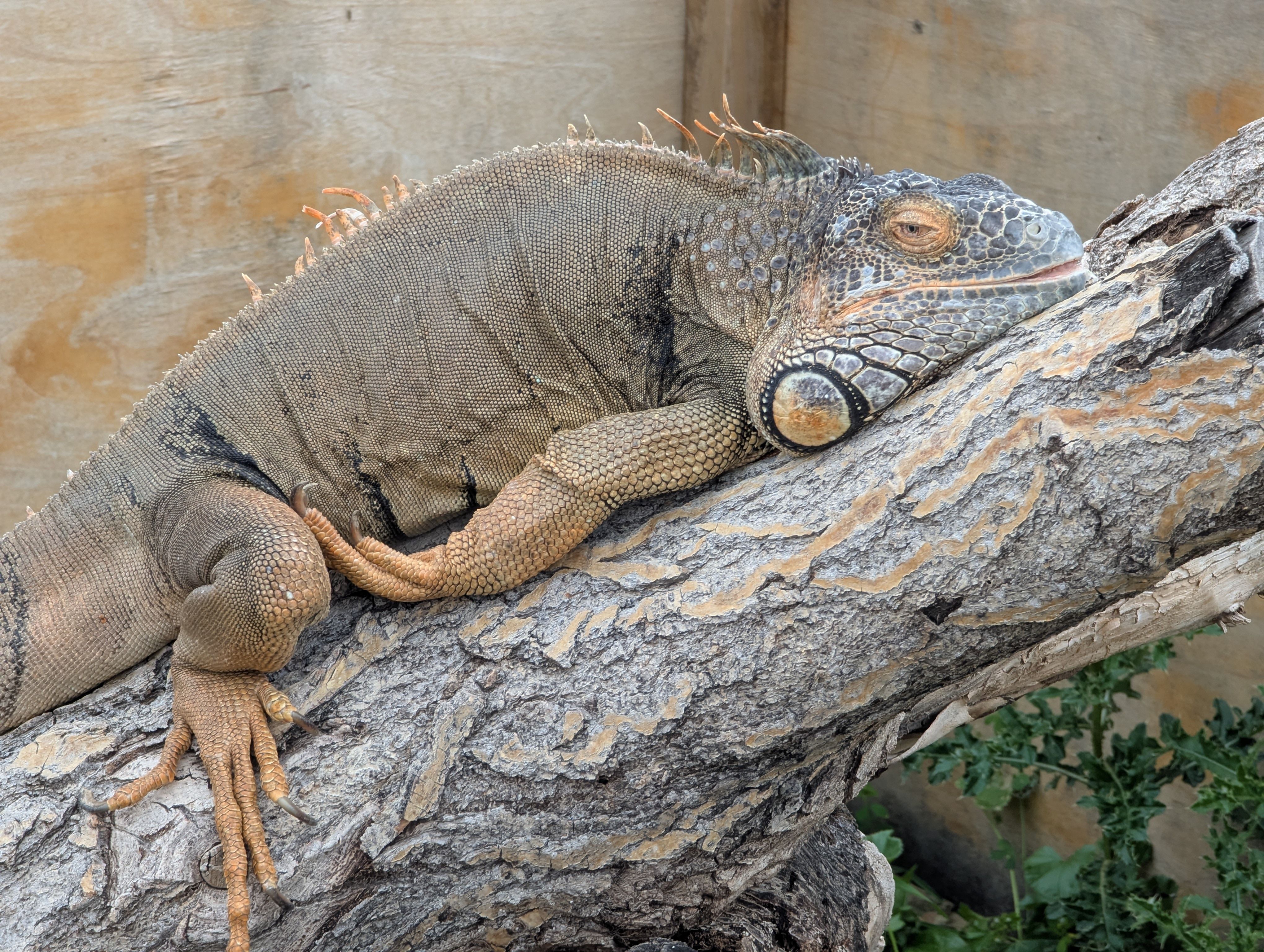 Jurassic dinosaurs had specialized diets to coexist peacefully — Photo by Dayna Moyer on Pexels