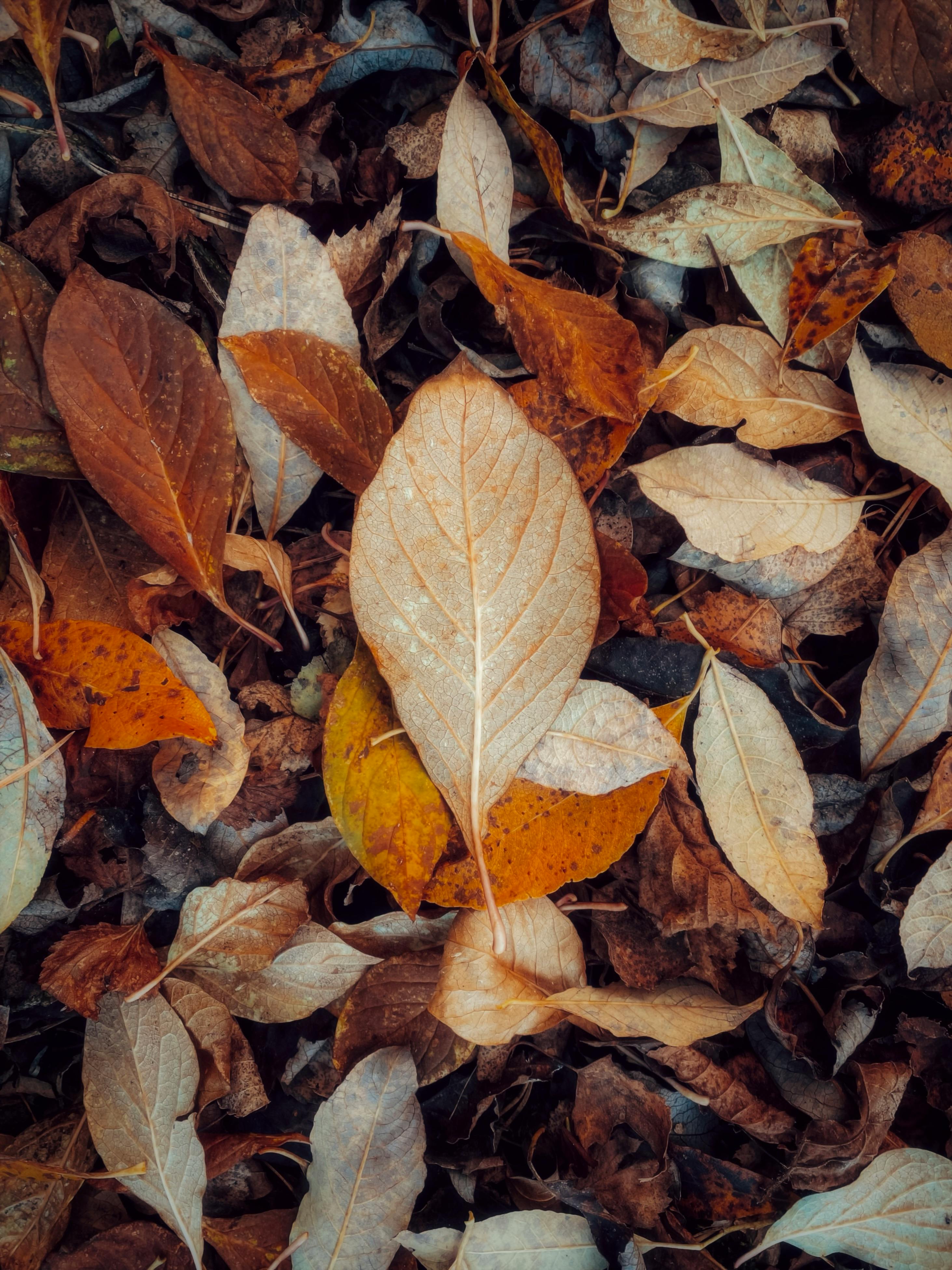 Vibrant autumn leaves scattered on the ground showcasing the beauty of fall colors.