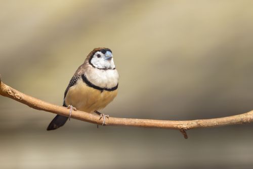 Free A stunning double-barred finch perched on a branch in Doonside, Australia. Stock Photo