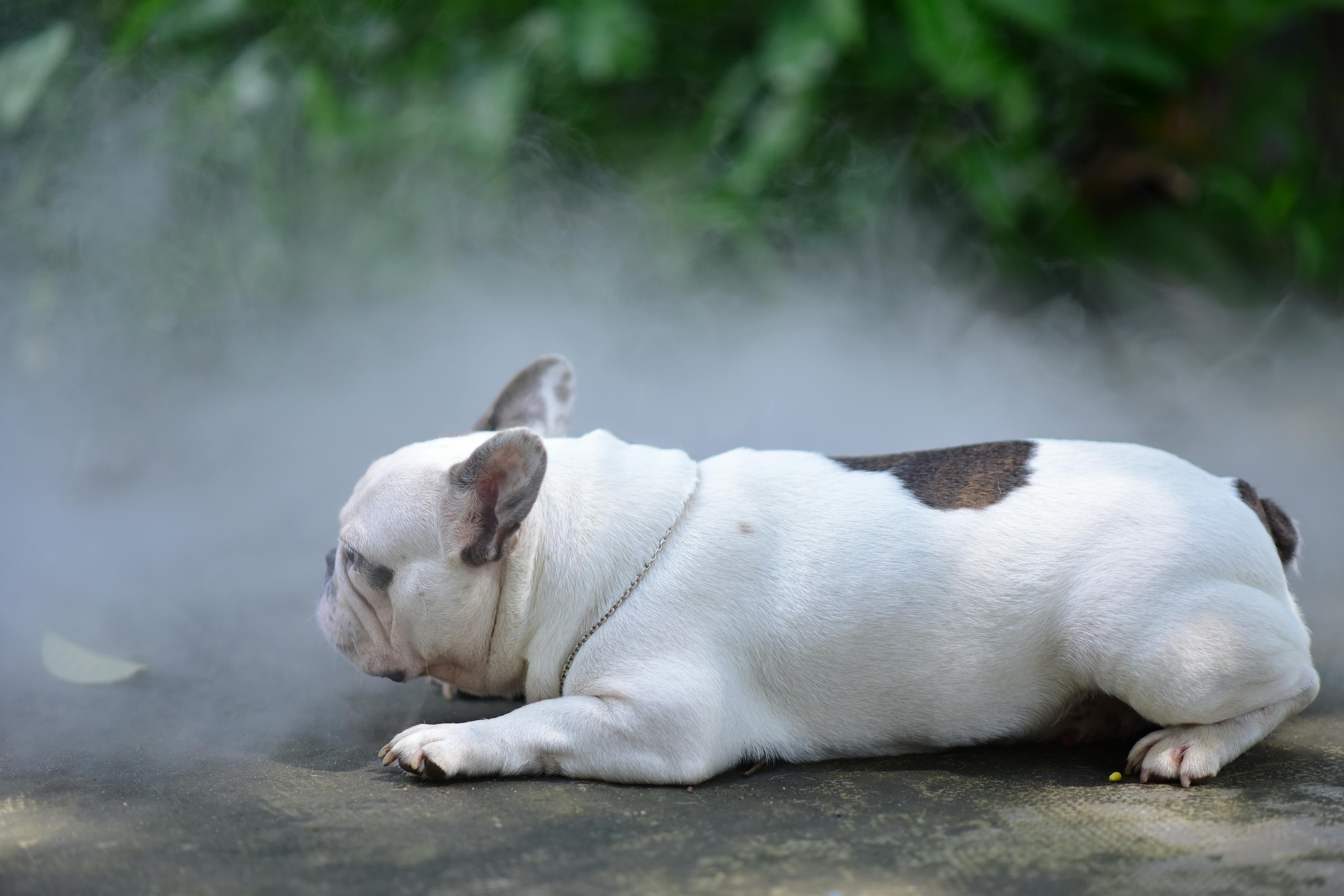 Breathing hard in bad air: The hidden cost of outdoor fitness — Photo by Sóc Năng Động on Pexels