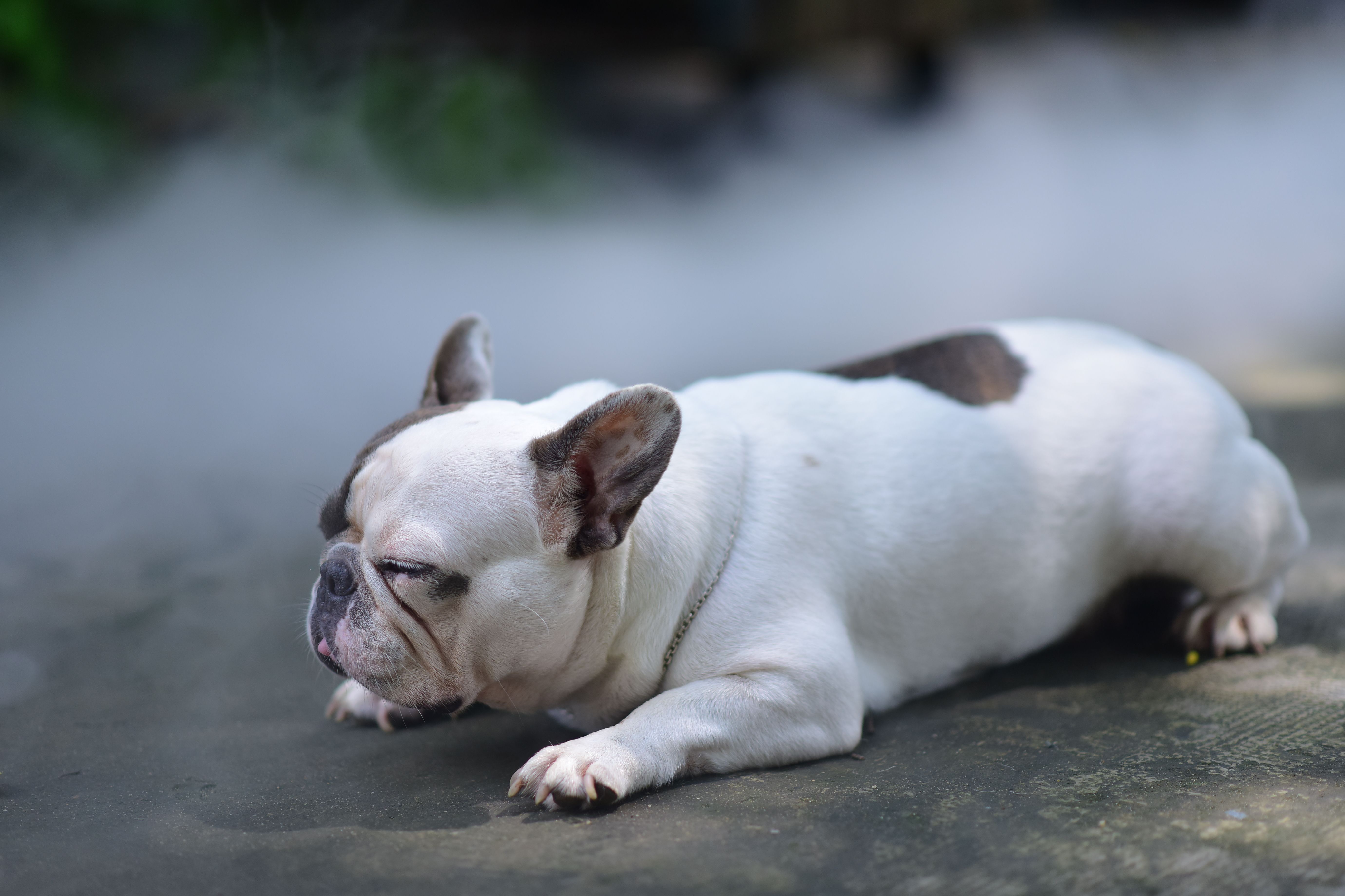Why Does My French Bulldog Fart So Much? The Vet-Approved Diet Fix