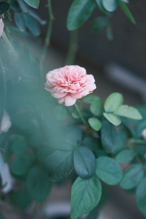 Free Delicate pink rose in lush green foliage captured in soft focus, ideal for floral themes. Stock Photo