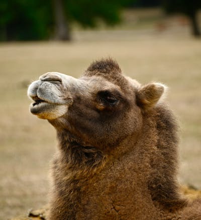 Celeb Camel Toe Photos, Download The BEST Free Celeb Camel Toe Stock