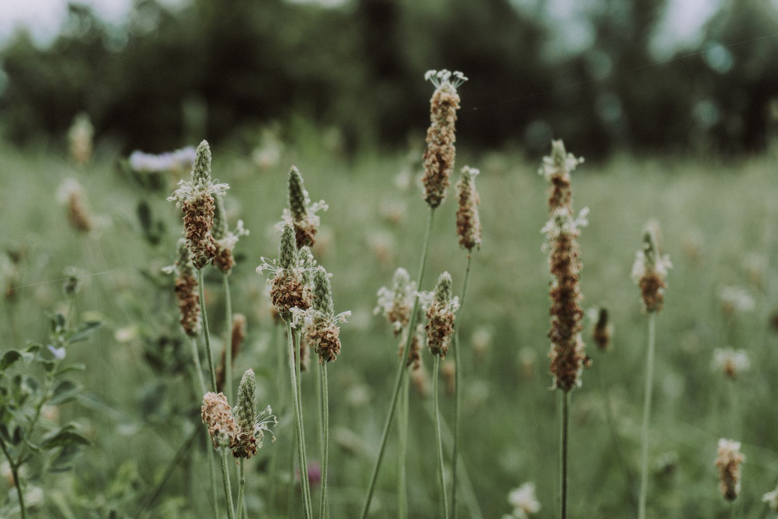 Close-up of wildflowers in a lush green summer meadow. Photo by Zulfugar Karimov on Pexels.