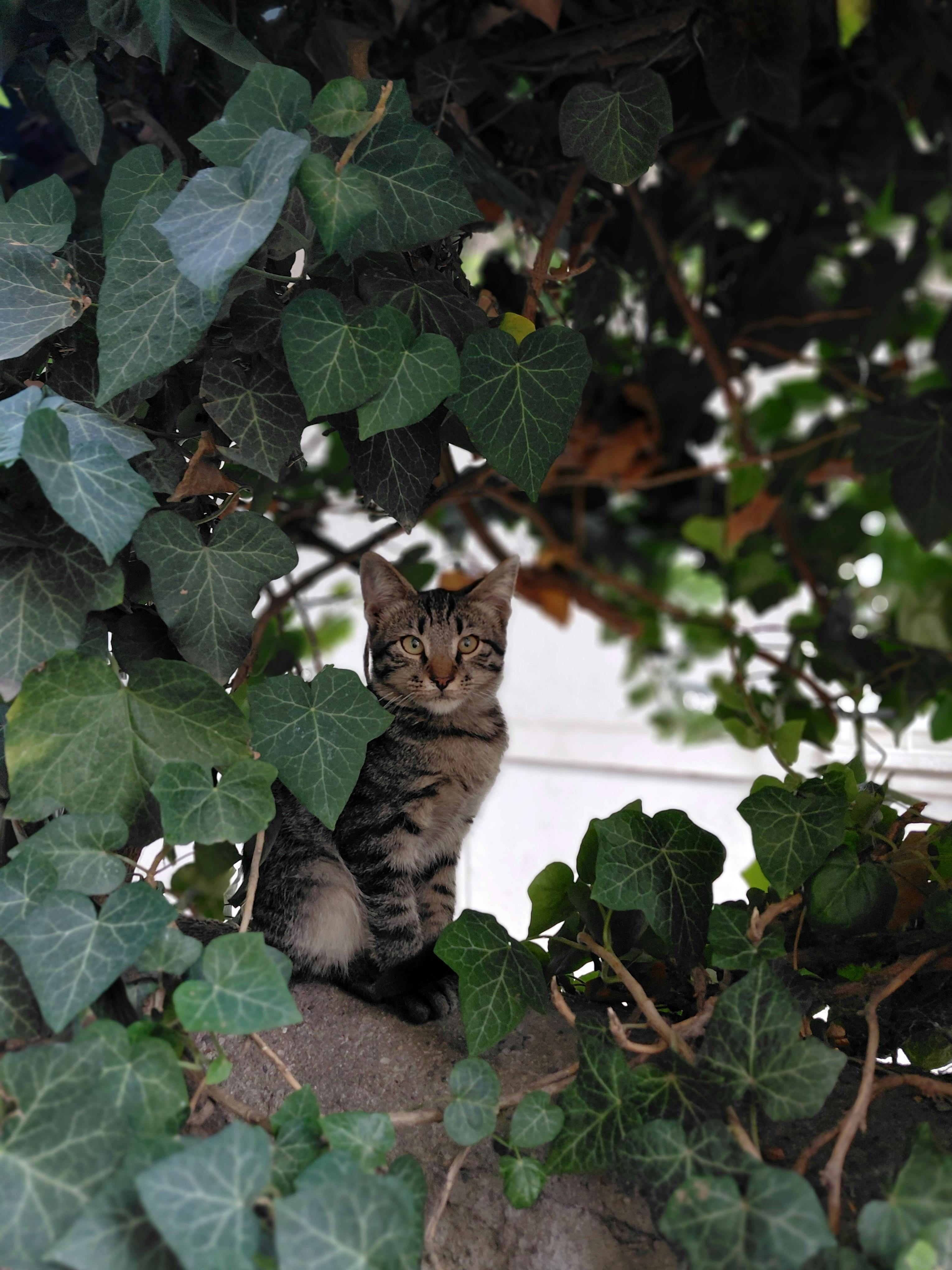 Does Renters Insurance Cover Pet Damage