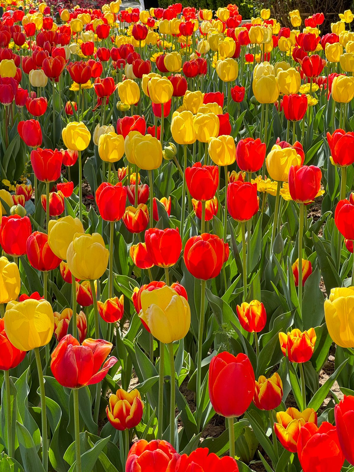 Tulip Jpg Photos, Download The BEST Free Tulip Jpg Stock Photos & HD Images