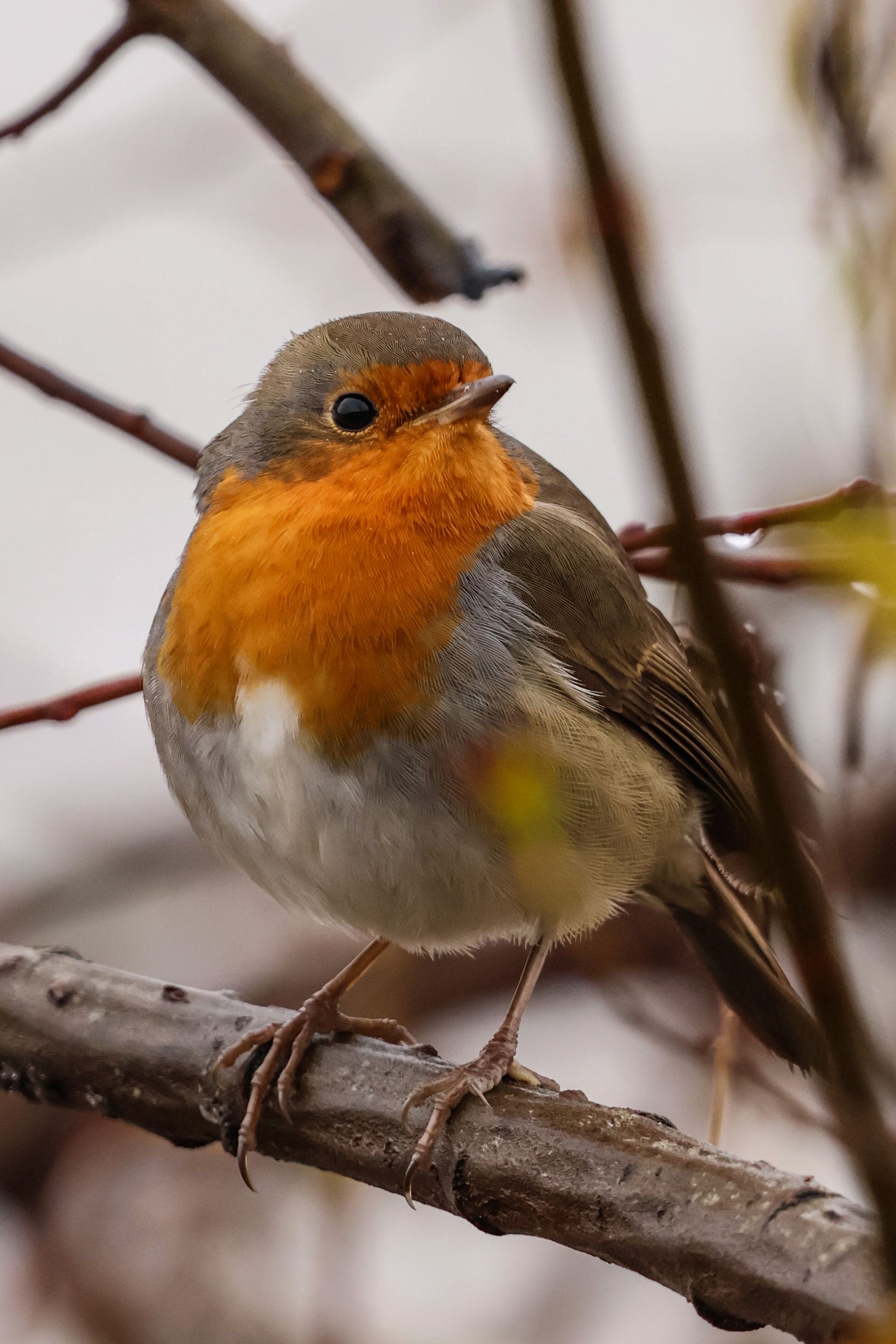 A close-up of a European robin with vibrant orange breast perched on a branch.