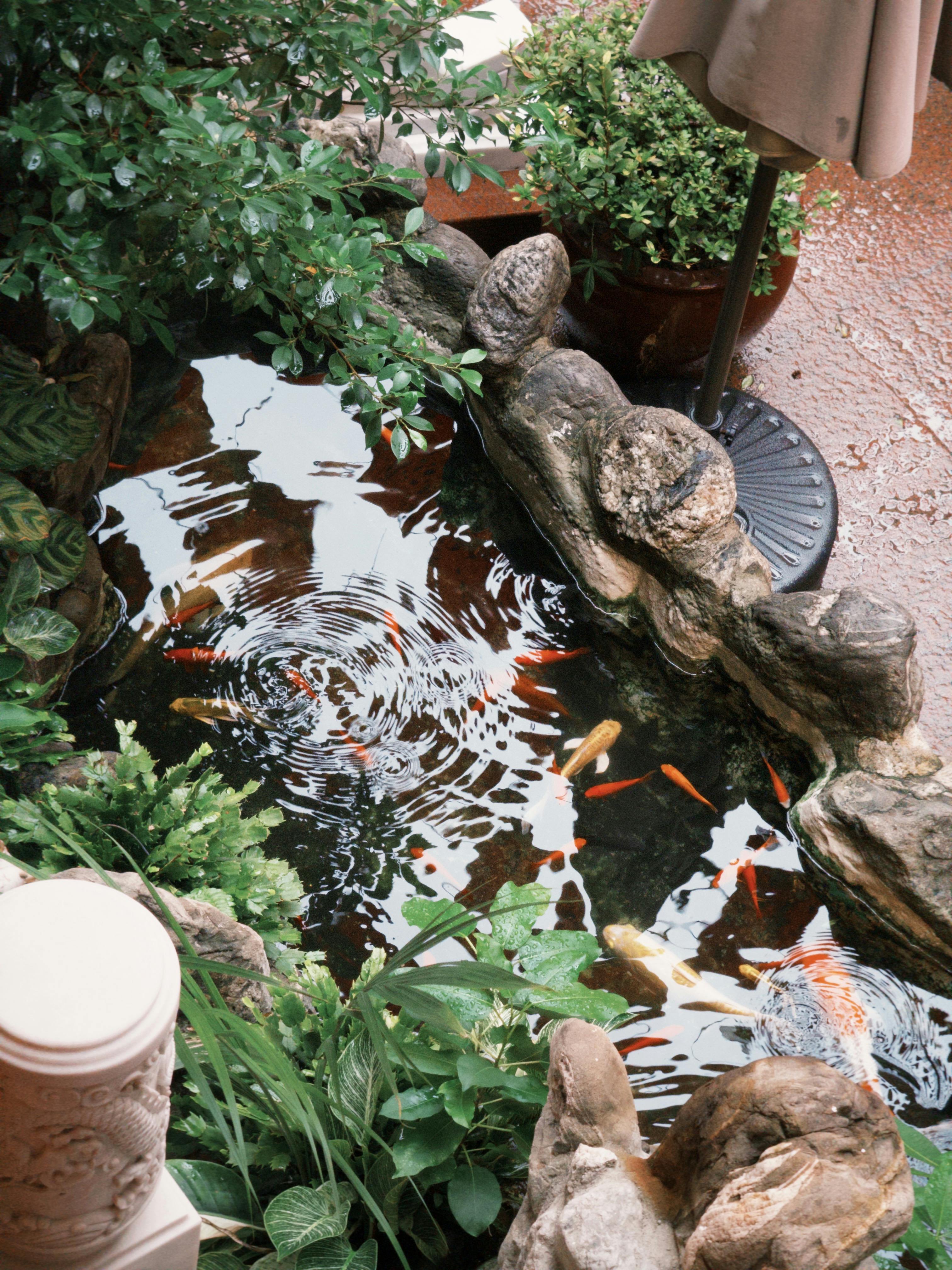 A serene koi pond surrounded by lush greenery and rocks, creating a calming outdoor scene.