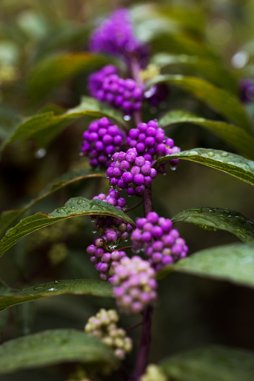 Free Close-up of vibrant American Beautyberry with dew drops on green leaves. Stock Photo