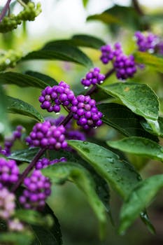 Close-up of vibrant purple beautyberries among lush green leaves after rain.