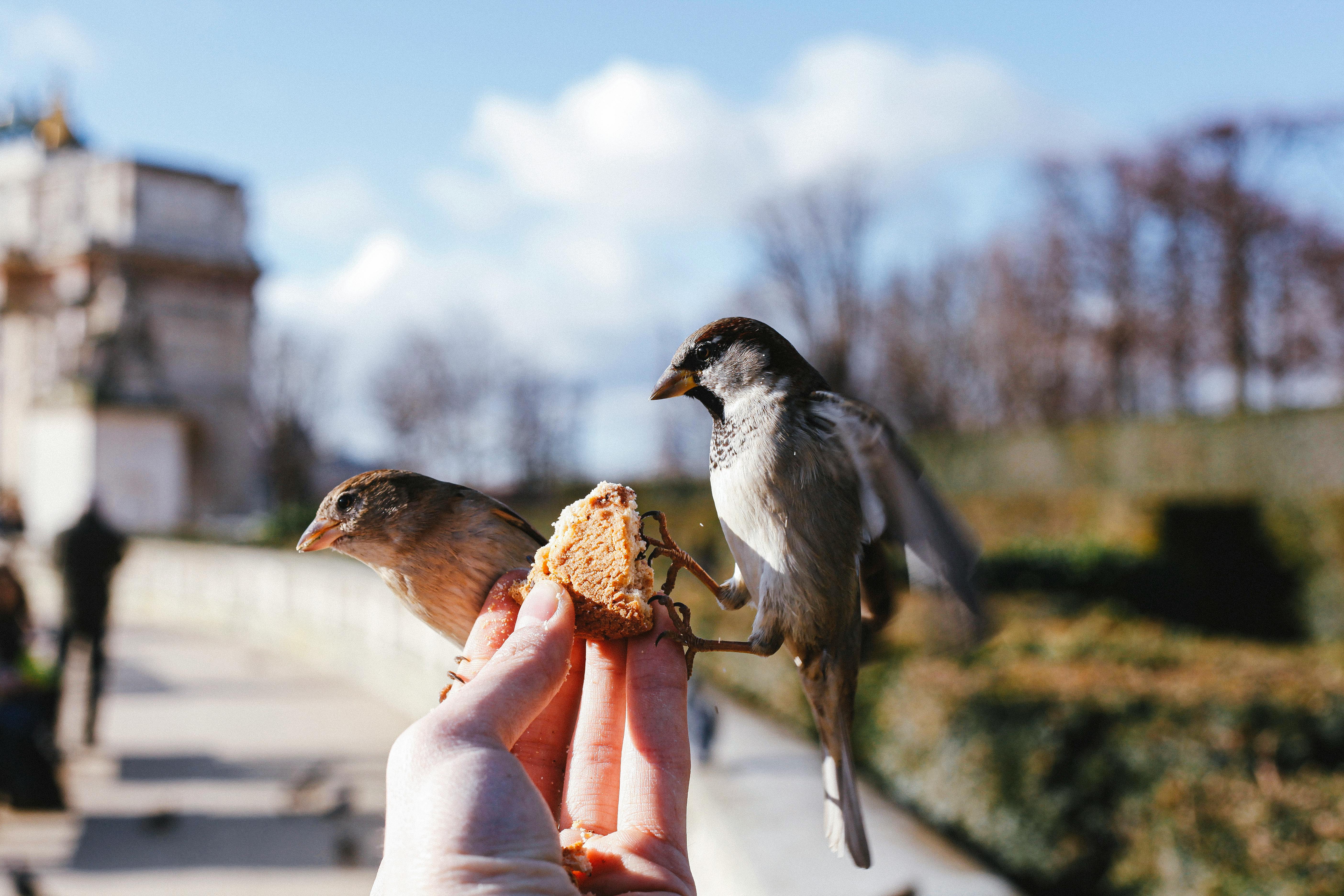 Pássaros sendo alimentados representando cuidado no processo de prospecção ativa