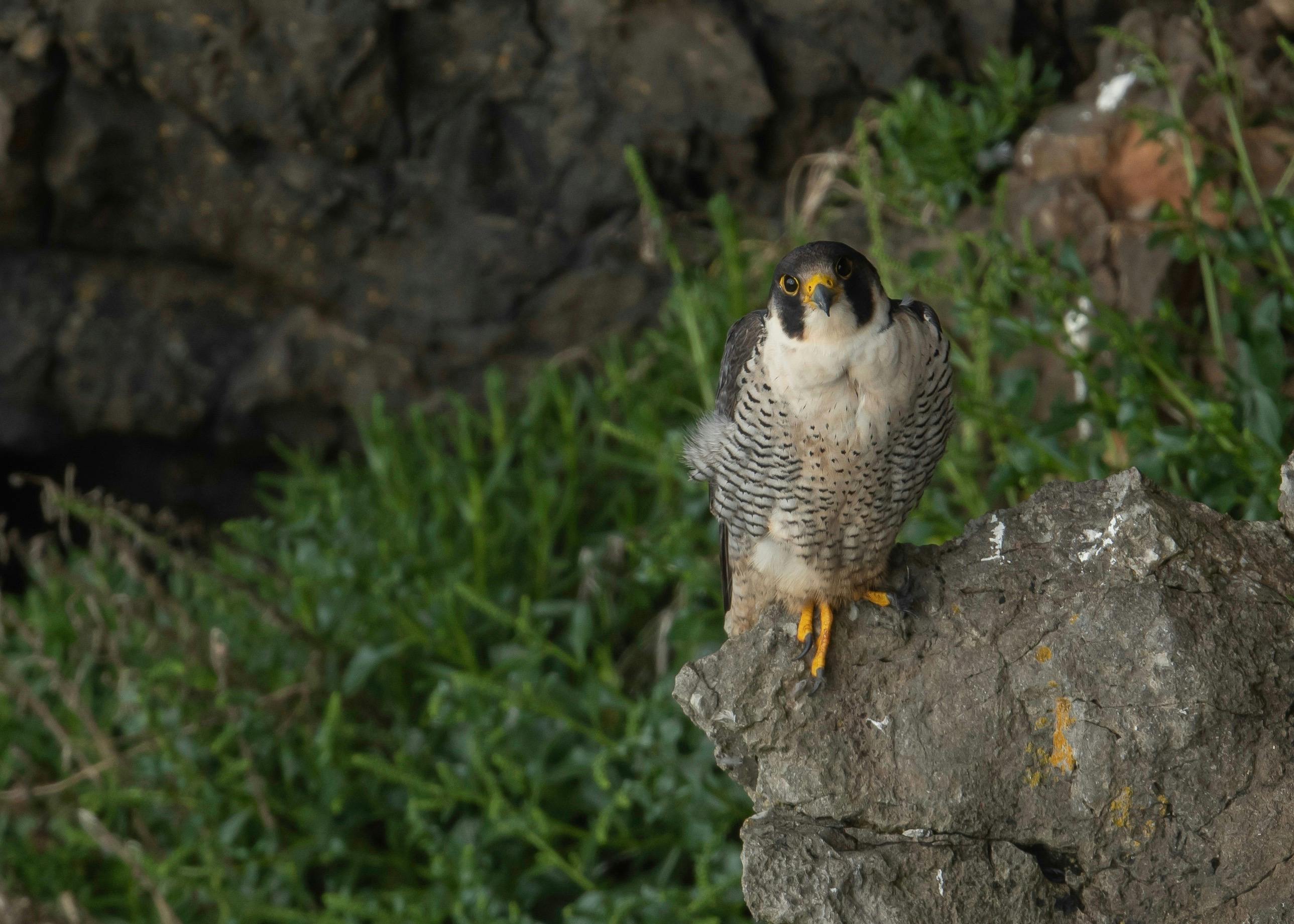 So Near So Wild 猛禽生活主題展在東勢林業文化園區修理工廠盛大開展