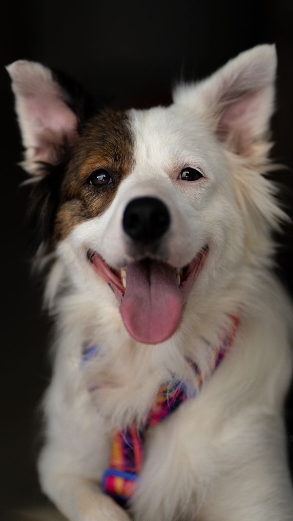 Um alegre cão border collie usando uma bandana colorida, sorrindo com a língua de fora.