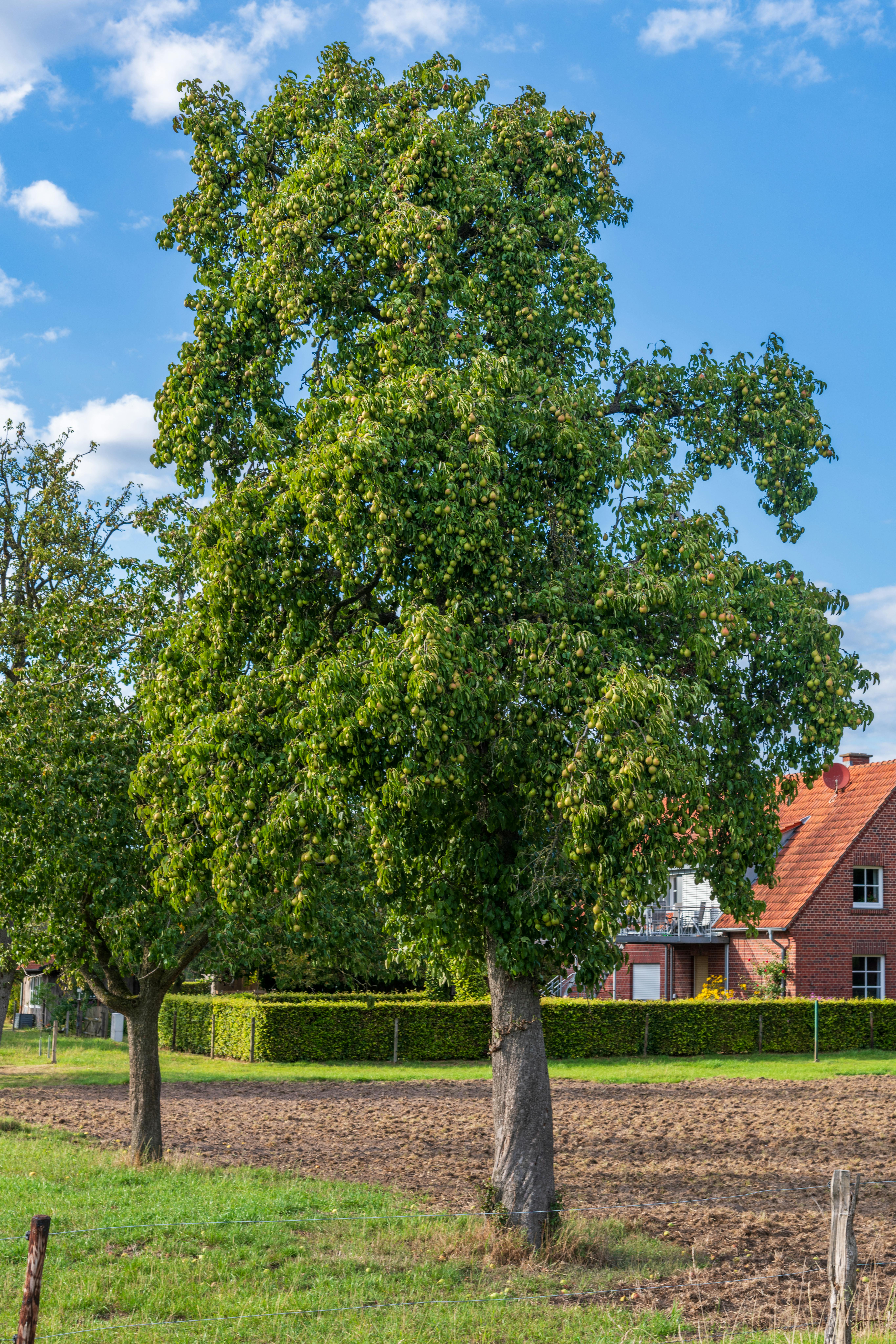 國際清潔空氣日 新北植樹計畫共創健康城市