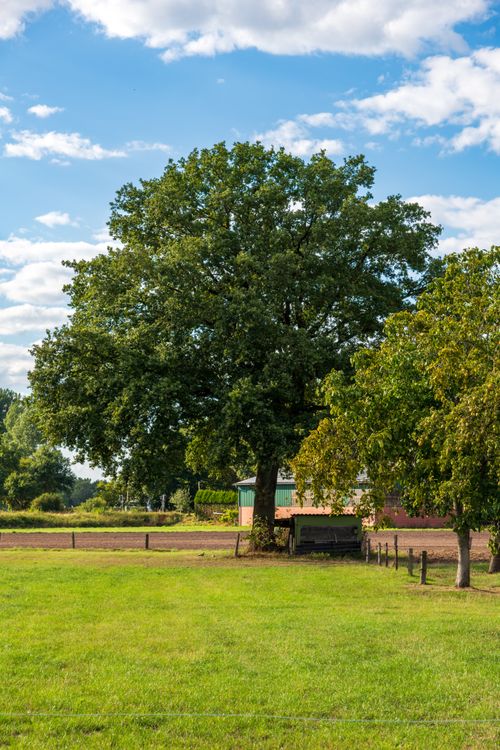 Free A beautiful oak tree in a lush green field under a blue sky. Stock Photo