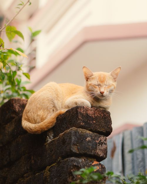 Free A ginger cat lounges peacefully on a brick wall, soaking up the sun's warmth outdoors. Stock Photo
