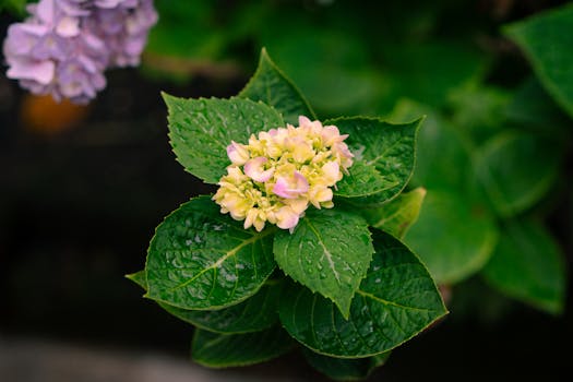 A vibrant hydrangea bloom with dew-covered leaves, showcasing nature's freshness.