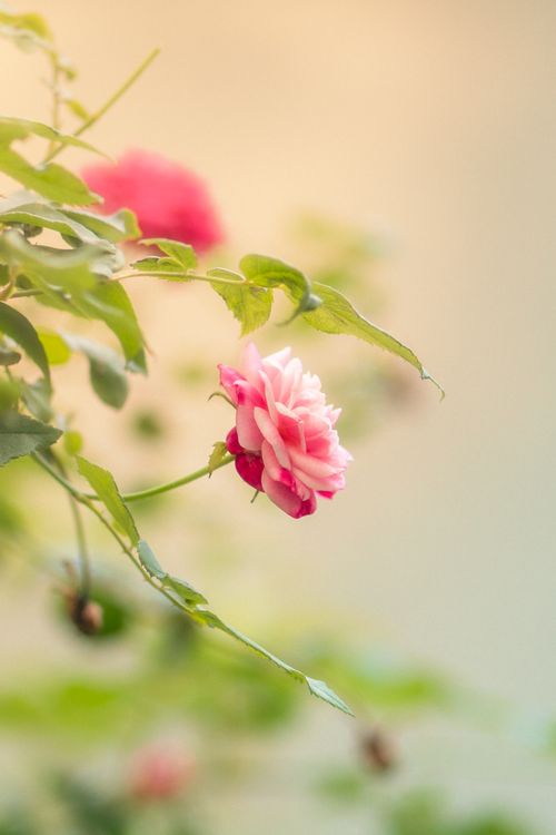 Free Close-up of a pink rose bathed in warm sunlight, creating a serene garden ambiance. Stock Photo
