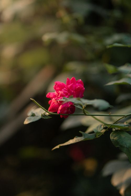 Free Close-up of a vibrant pink rose in evening sunlight, surrounded by lush greenery. Stock Photo