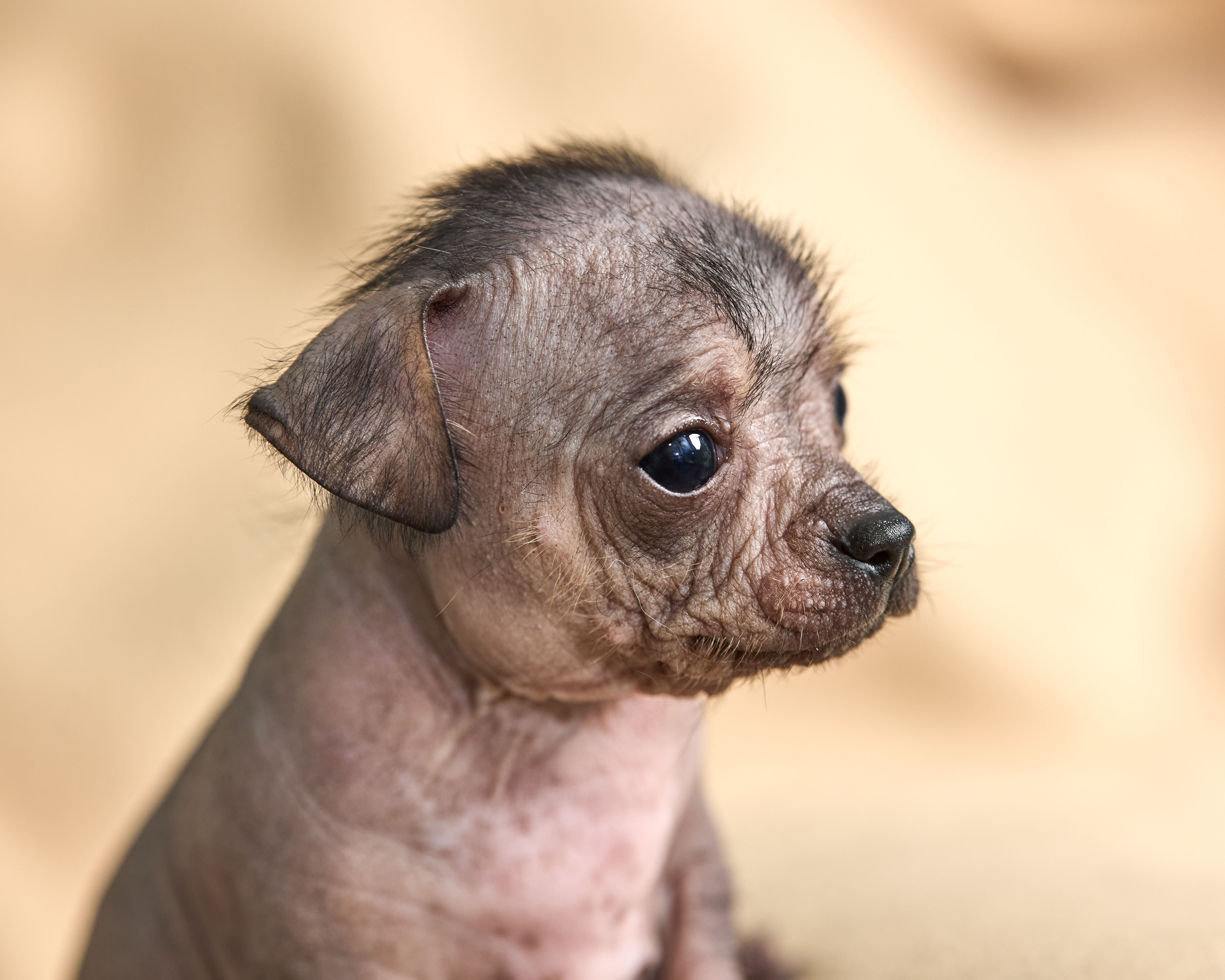 dog skin irritation close up