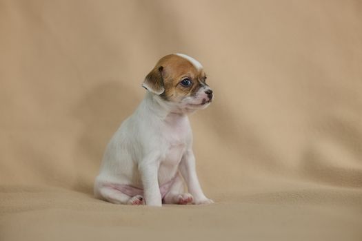 Cute Chihuahua puppy with brown and white fur sitting indoors on a soft beige background.