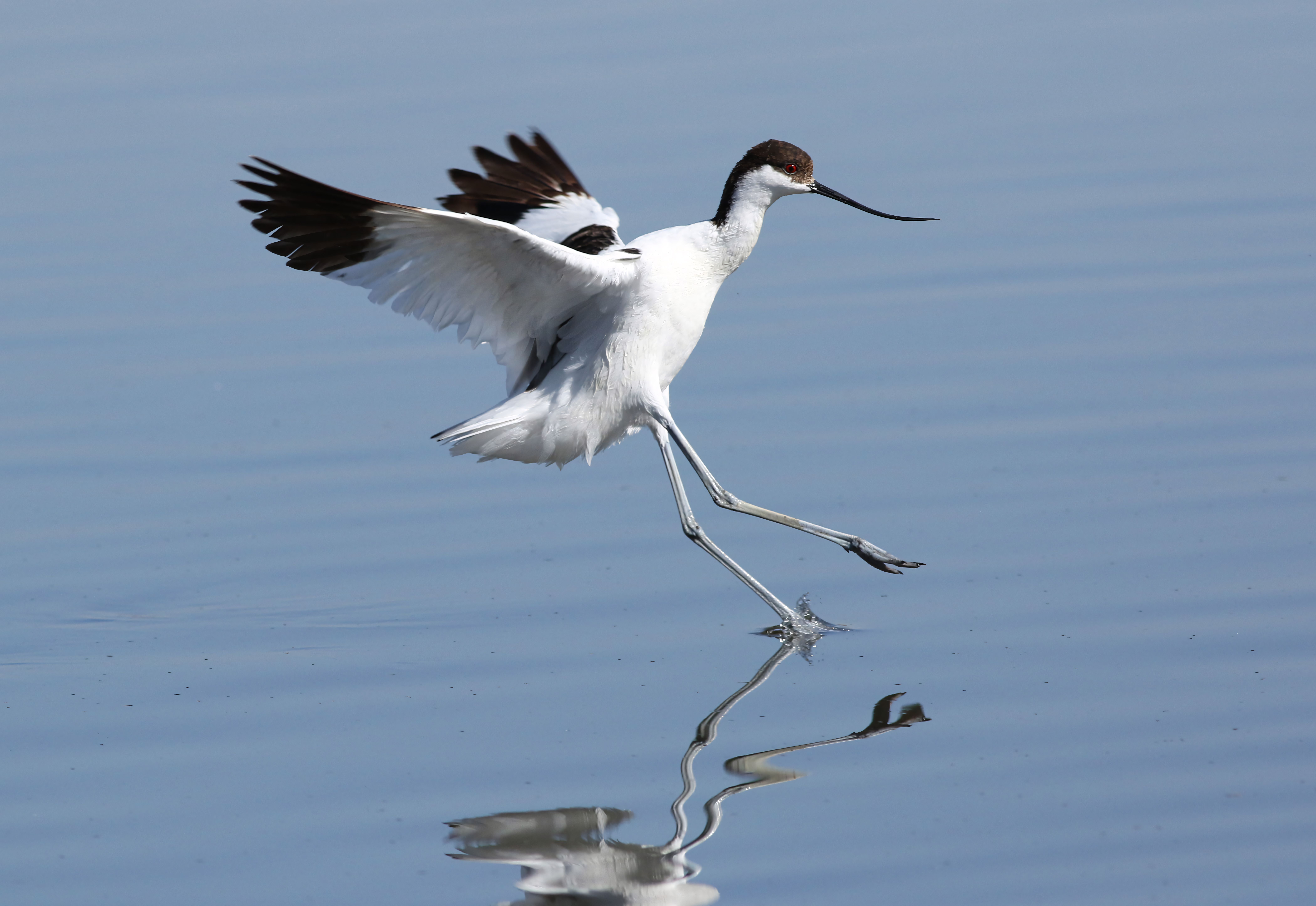 What bird holds the land speed record? - The Institute for ...