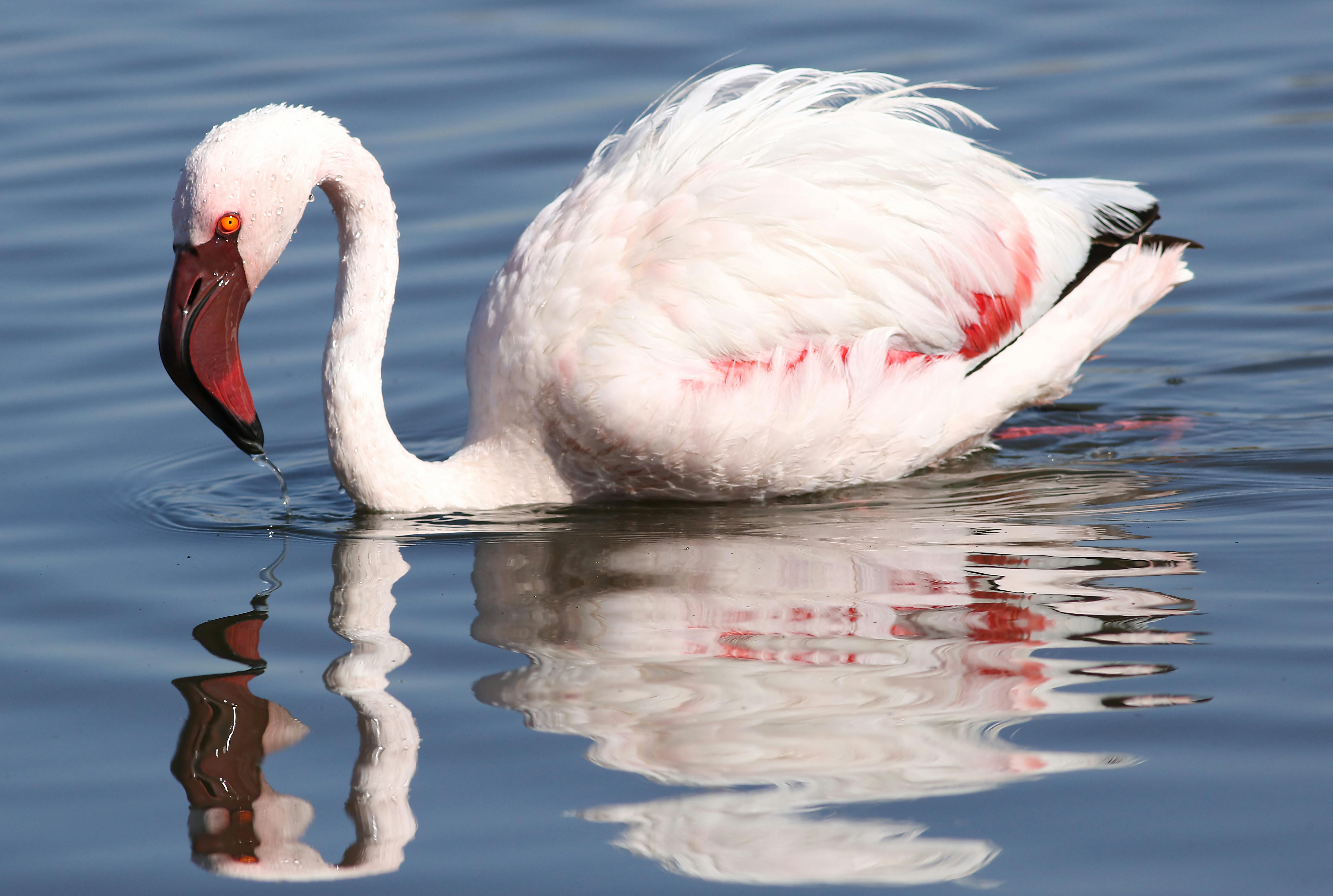 Lesser Flamingo Breeding — Rann of Kutch India