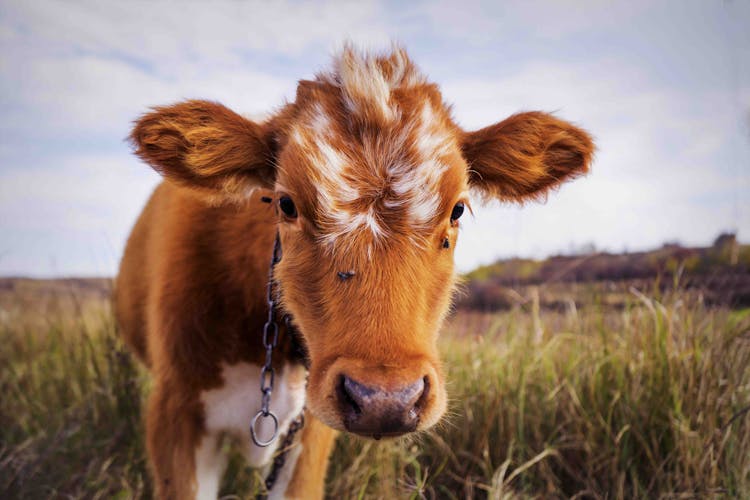 Brown Calf