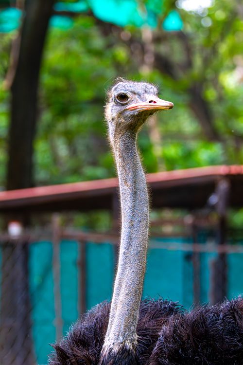 Free Detailed portrait of an ostrich with a blurred green forest background. Stock Photo
