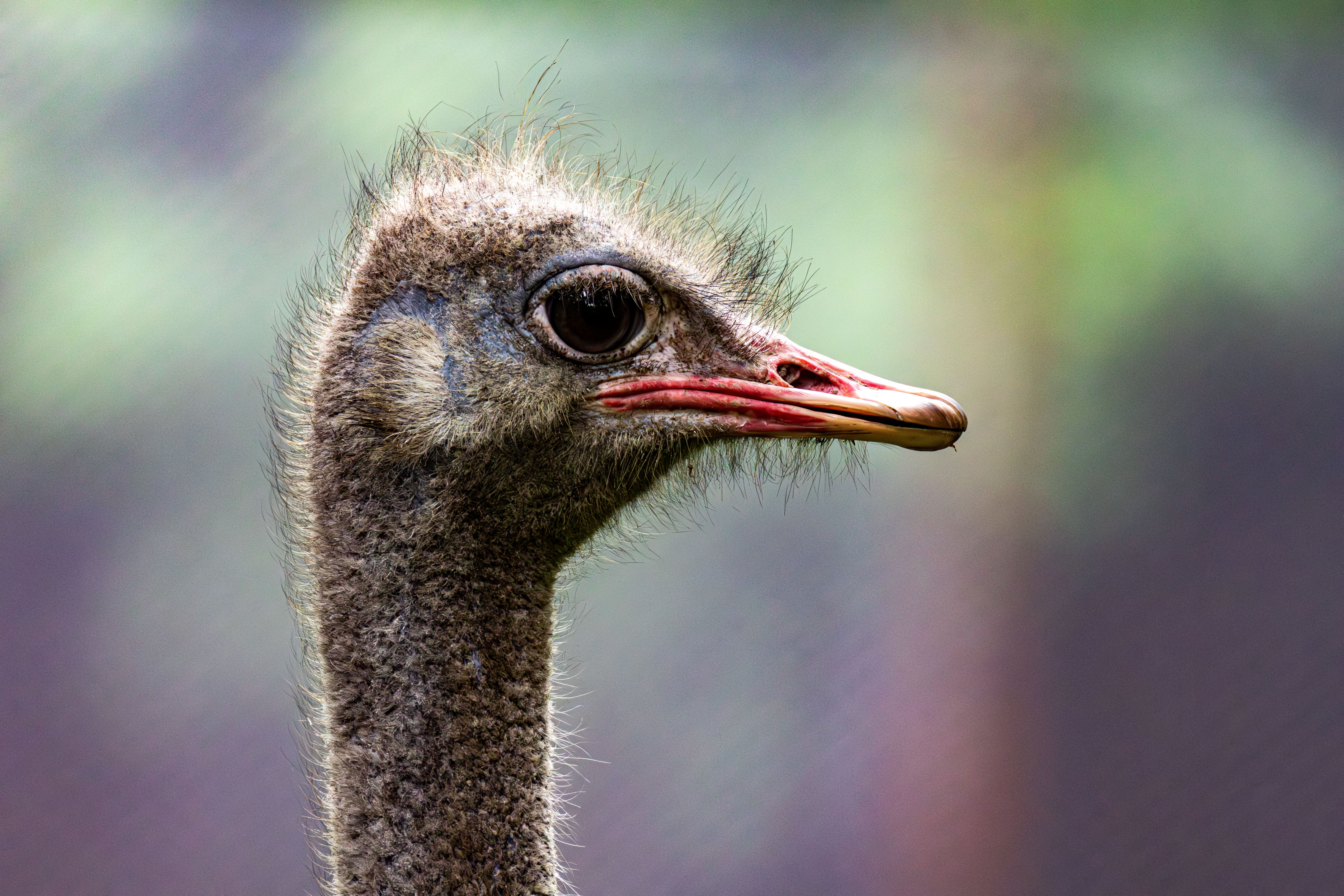 Close-up Profile of an Ostrich in Natural Setting · Free Stock Photo