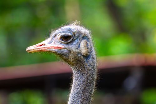Free Vibrant close-up capturing the head of an ostrich against a lush natural background. Stock Photo