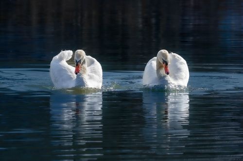 Free Two elegant swans swimming gracefully on serene water, reflecting a peaceful nature scene. Stock Photo