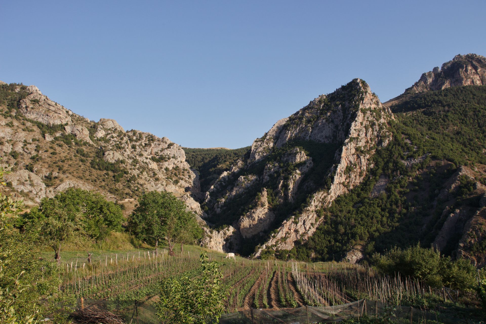 Vineyard nestled in a mountainous landscape with clear blue skies, showcasing nature's beauty.