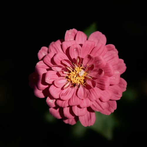 Free Vivid close-up of a pink zinnia flower highlighting its intricate petals with a dark background. Stock Photo