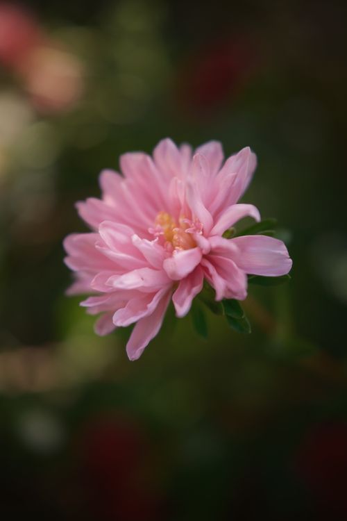 Pink Dahlia Flower in Soft Focus Bloom · Free Stock Photo