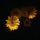 Close-up of Golden Daisies Against Dark Background
