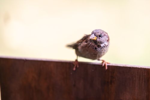 Free A detailed shot of a common sparrow perched outdoors in Canonsburg, Pennsylvania. Stock Photo