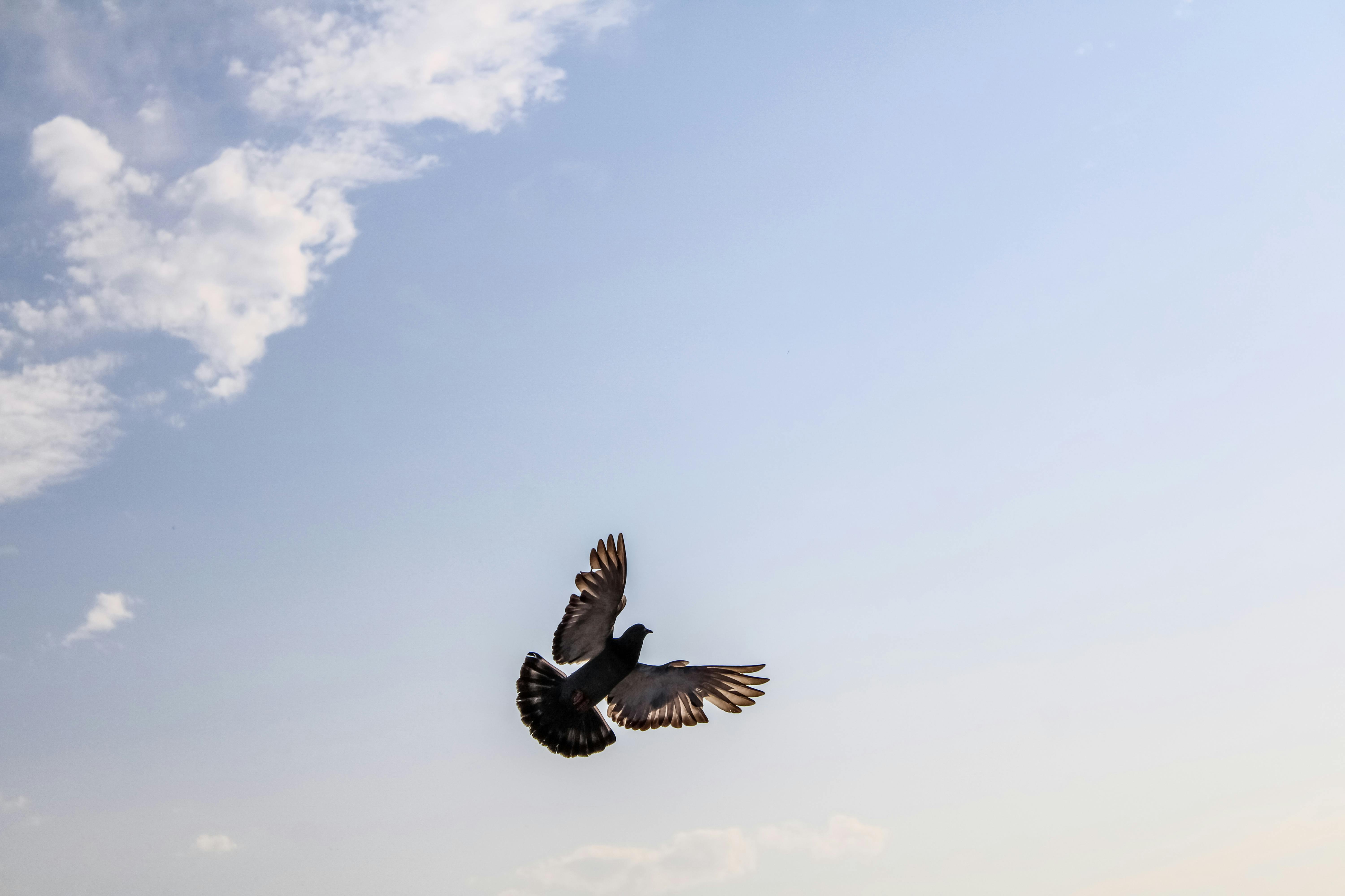 How Wildlife Encounters Can Boost Your Creativity