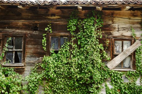 Free An old wooden house covered in ivy, featuring aged and broken windows, creating a rustic and overgrown appearance. Stock Photo