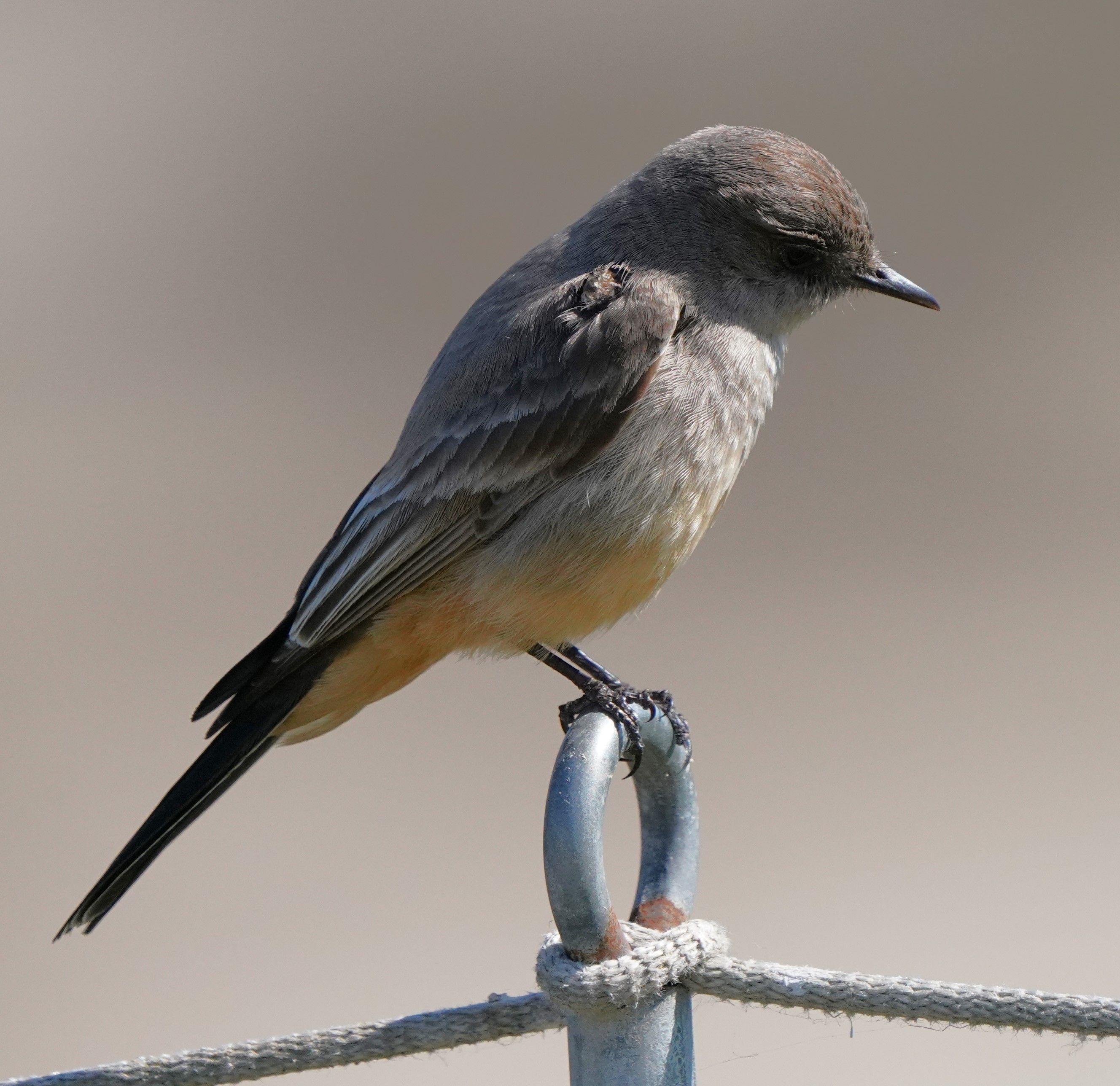 Say's Phoebe resting on a metal fence in Goleta, California. Brown and gray feathers highlight its beauty.