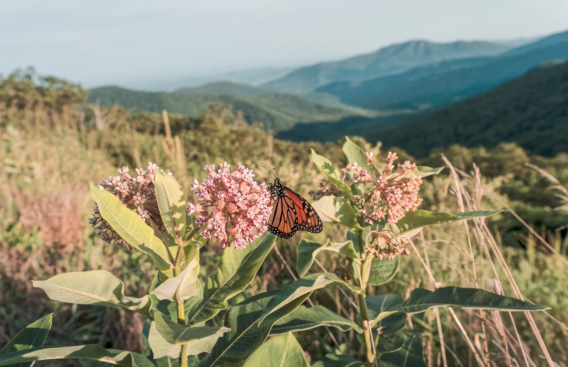 Shenandoah Waterfalls: 6 Best Waterfall Hikes Off Skyline Drive