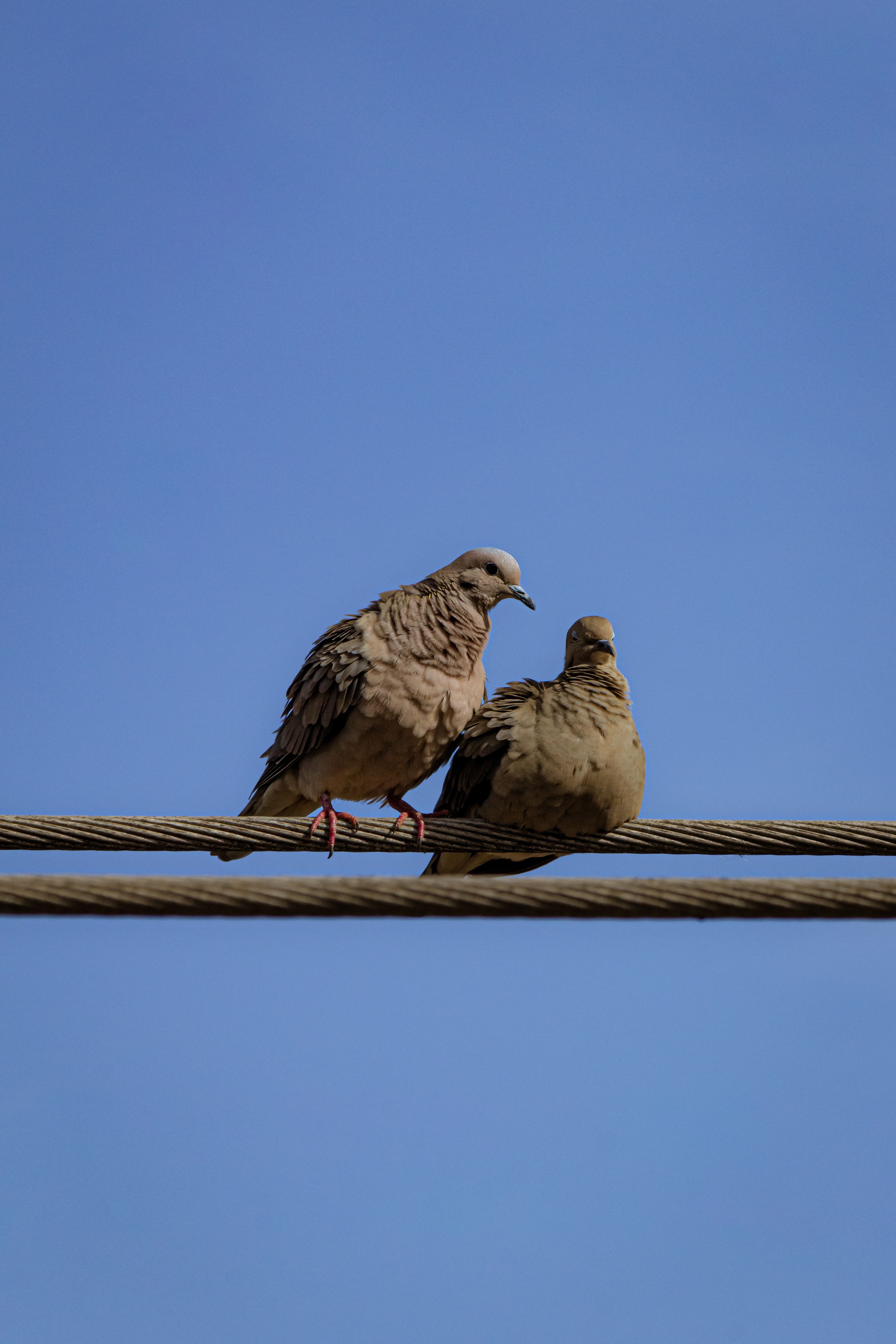 Two doves sit on a wire, showcasing tranquility and nature's beauty.