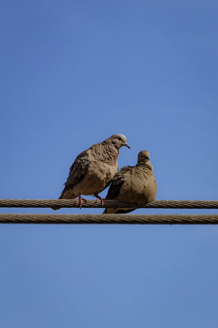 Two doves sit on a wire, showcasing tranquility and nature's beauty.