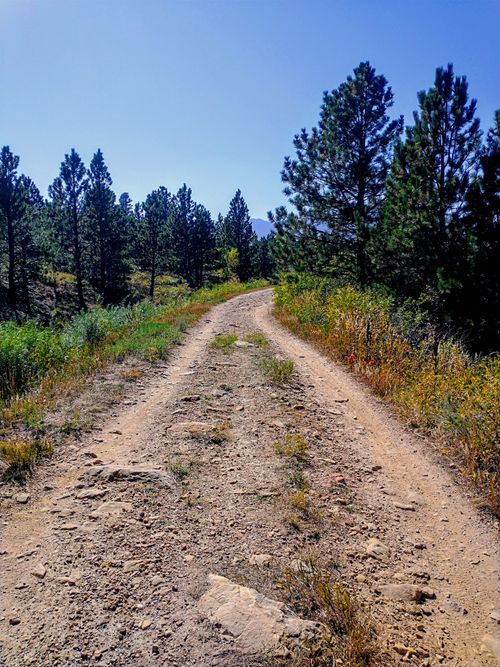 Free A Lonely Dirt Road Through a Pine Forest. Stock Photo