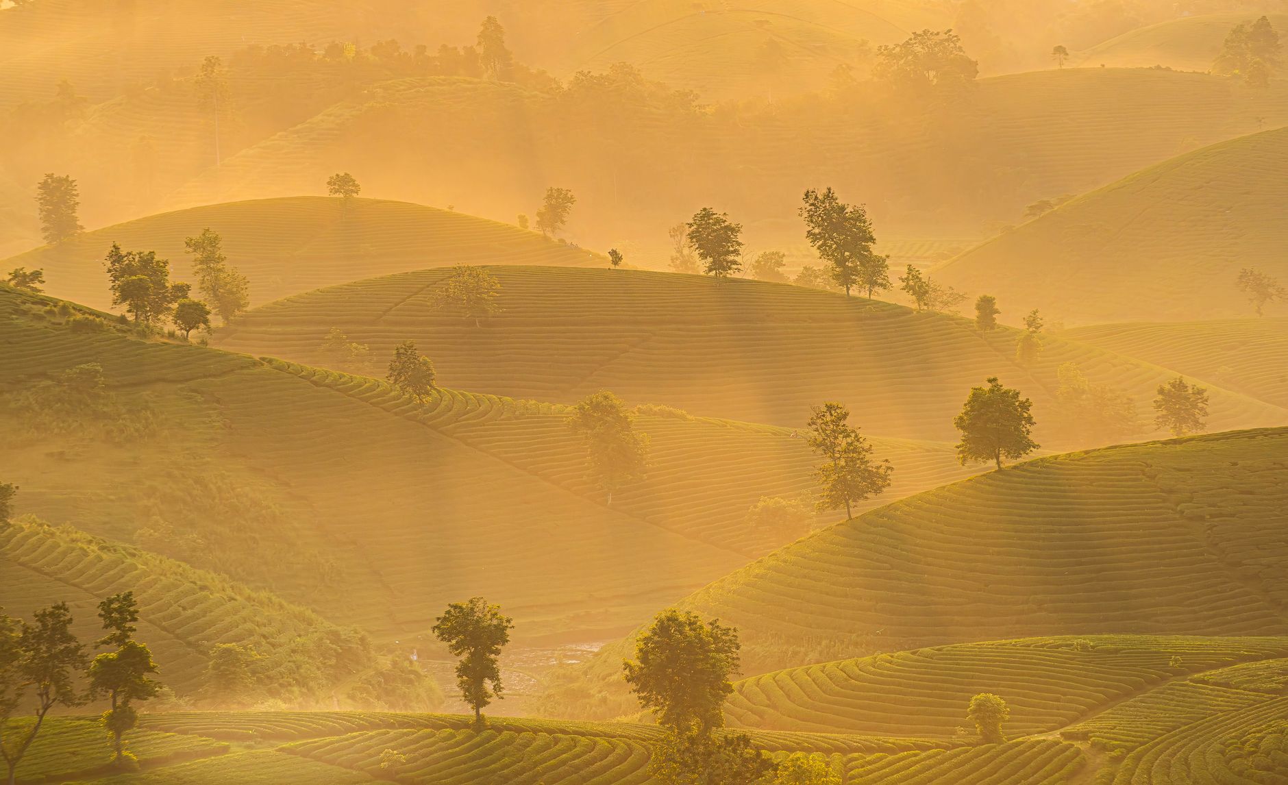 A serene view of rolling tea plantation hills bathed in golden sunrise light.
