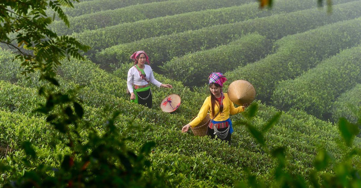國際:為什麼靜宜大學的茶文化分享會讓九國學生驚艷?
