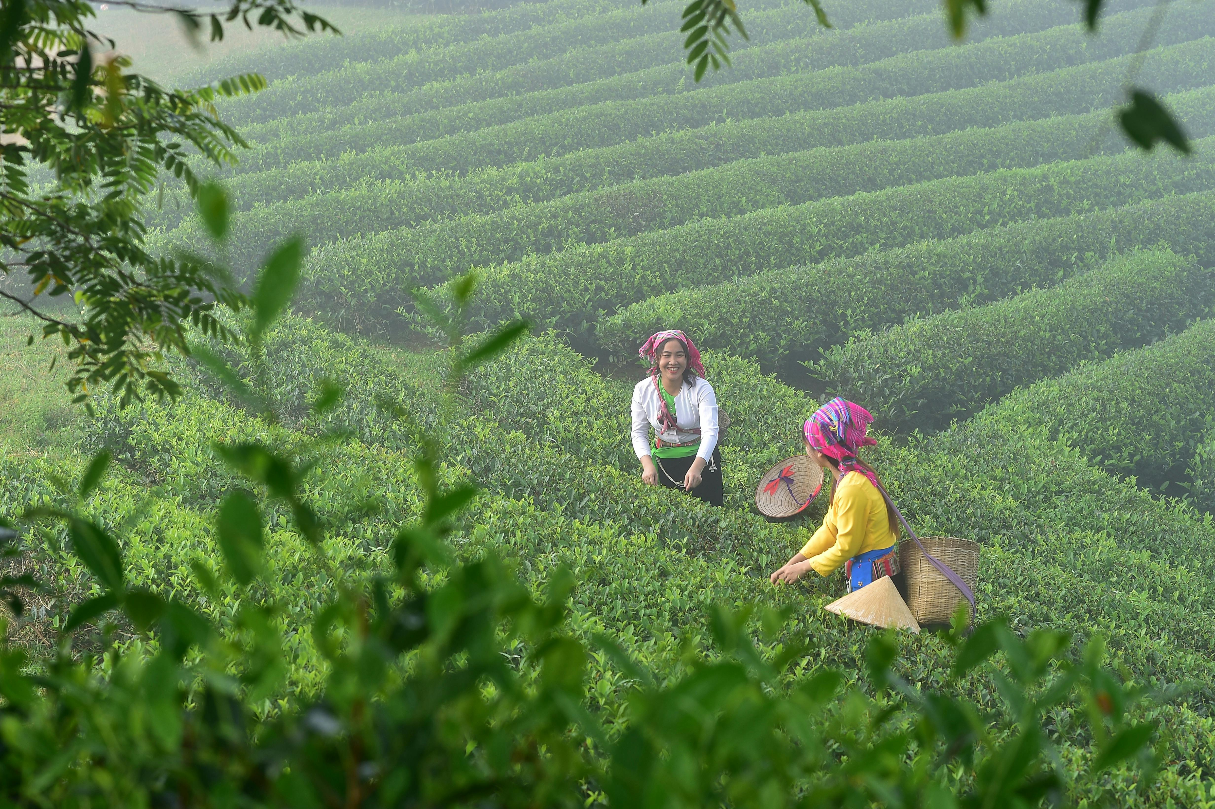 Two women in traditional attire harvesting tea leaves in a lush green plantation, surrounded by nature.