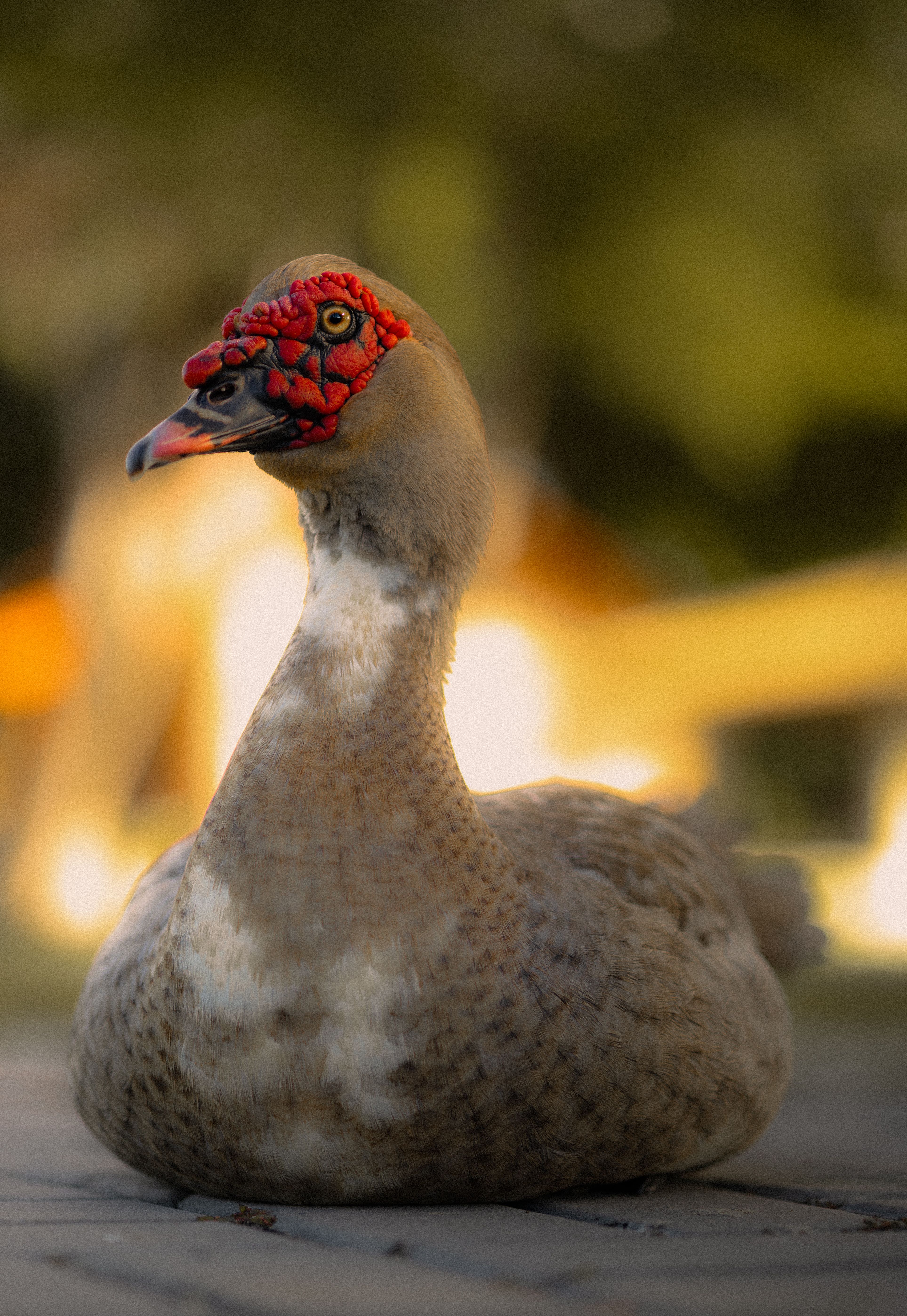 Portrait of a Muscovy Duck with striking red facial features, sitting peacefully in a serene outdoor setting.