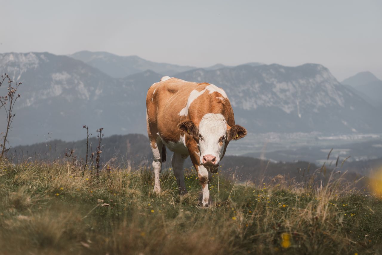 a peaceful cow stands on lush grassland with picturesque alpine mounta