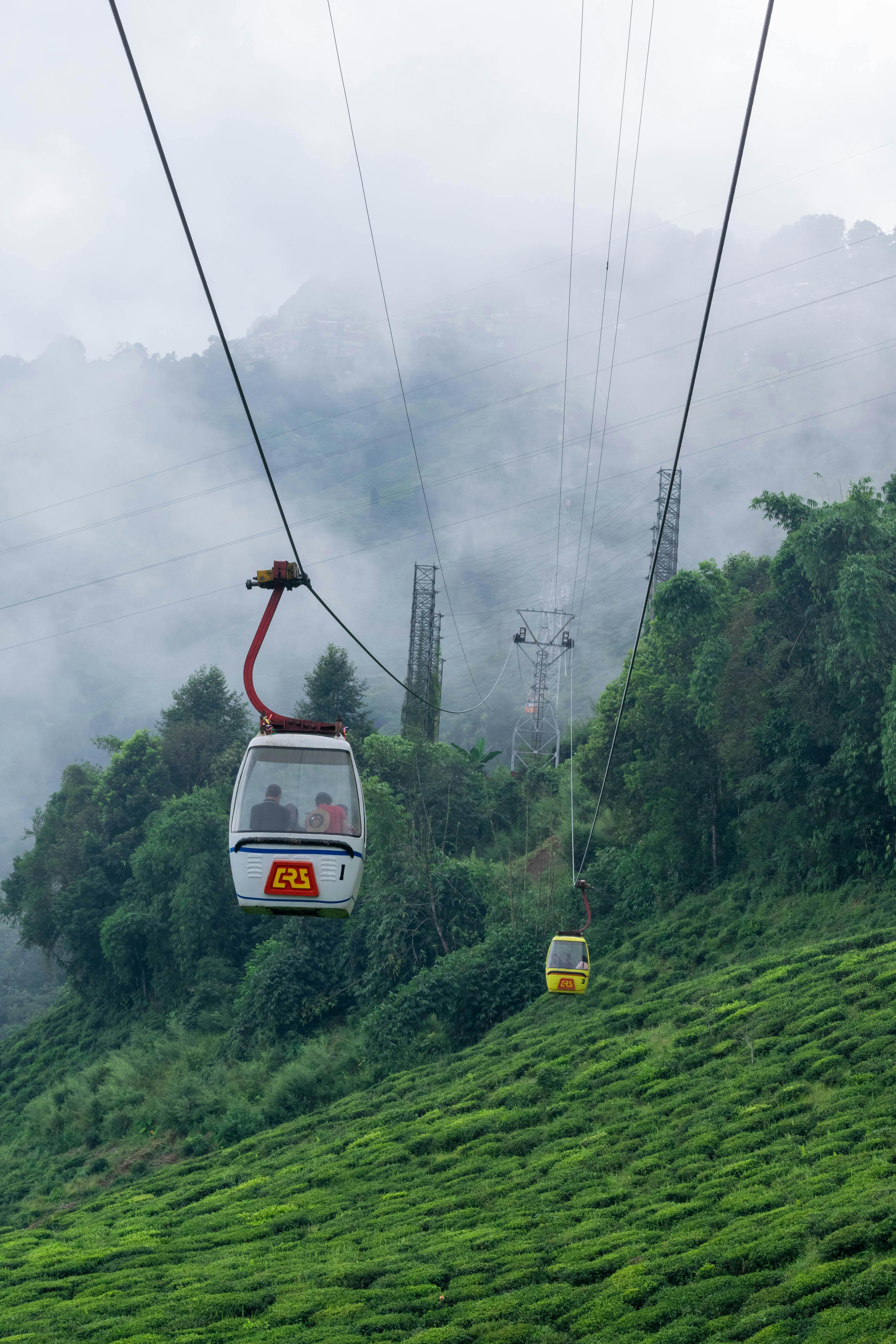 Darjeeling Tea Garden